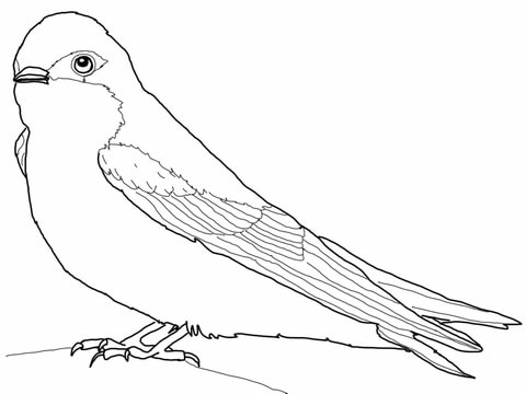 Tree Swallow Coloring Page